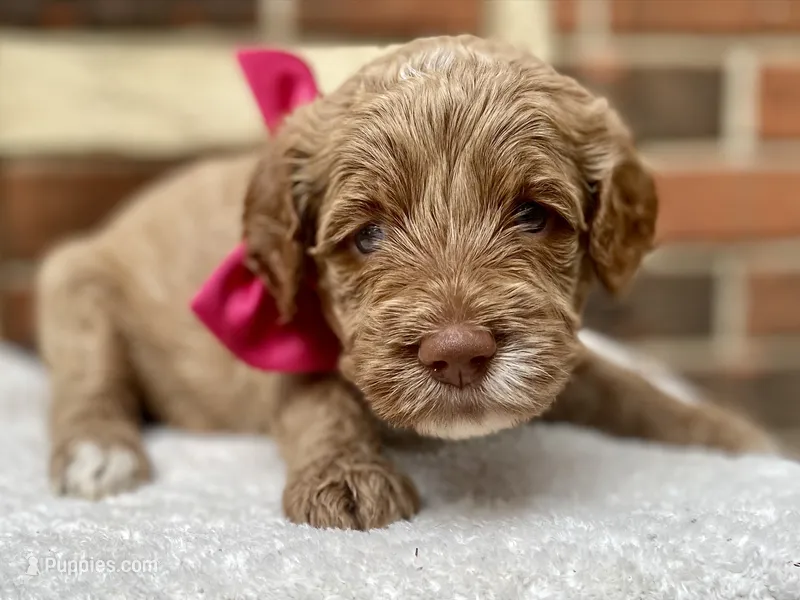 Hazel – Goldendoodle puppy for sale in Canon, GA