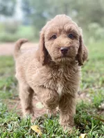Jade, a female Goldendoodle for sale in Canon, GA – 8 of 9