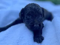 Gia F1bb, a female Goldendoodle for sale in Canon, GA – 8 of 9
