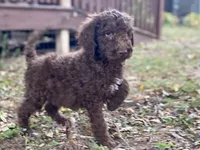 Iker (chocolate), a male Goldendoodle for sale in Canon, GA – 3 of 8