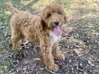 Harper, a female Goldendoodle for sale in Canon, GA – 7 of 7