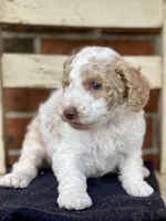 Zeek, a male Goldendoodle for sale in Canon, GA – Photo 3 of 6