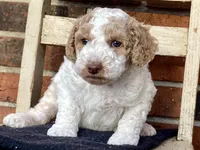 Zeek, a male Goldendoodle for sale in Canon, GA – Photo 1 of 6