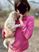 Zeek, a male Goldendoodle for sale in Canon, GA – Photo 5 of 6