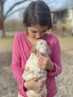 Zeek, a male Goldendoodle for sale in Canon, GA – Photo 6 of 6