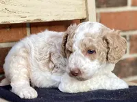 Zeek, a male Goldendoodle for sale in Canon, GA – Photo 2 of 6