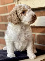 Zeek, a male Goldendoodle for sale in Canon, GA – Photo 4 of 6