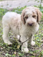Jaxon, a male Goldendoodle for sale in Canon, GA – 3 of 8