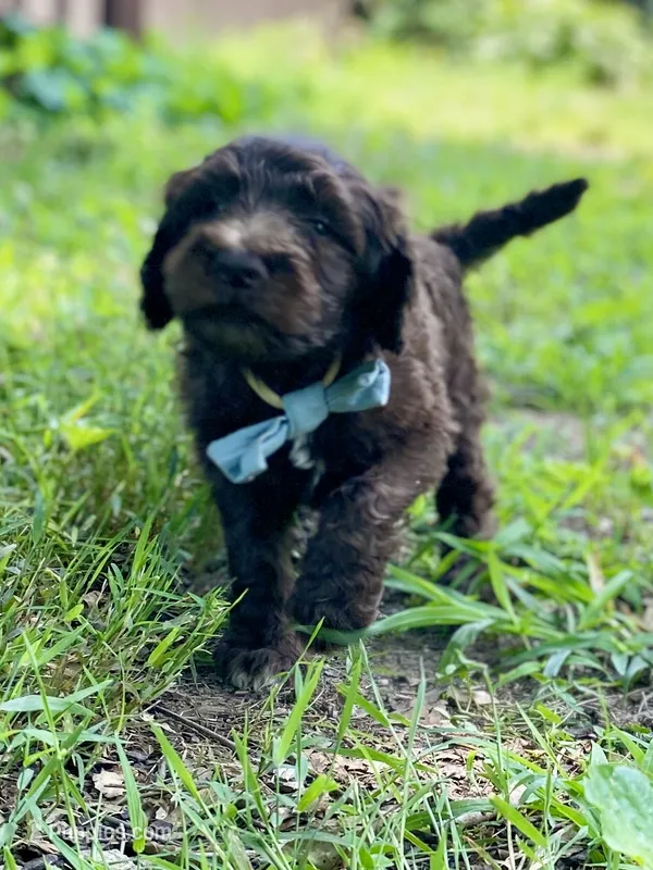 Grey F1bb – Goldendoodle puppy for sale in Canon, GA