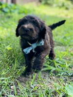 Grey F1bb, a male Goldendoodle for sale in Canon, GA – 1 of 9