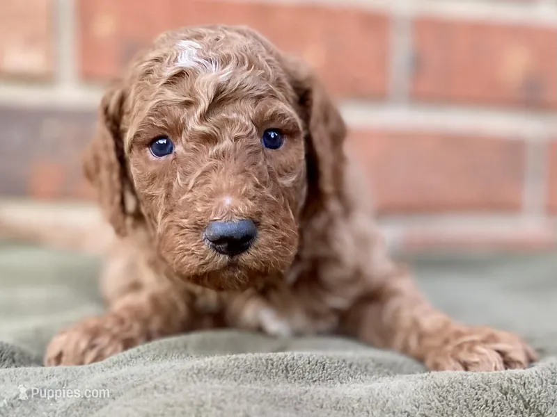 Diego – Goldendoodle puppy for sale in Canon, GA