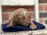Diego, a male Goldendoodle for sale in Canon, GA – Photo 4 of 4