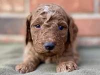 Diego, a male Goldendoodle for sale in Canon, GA – Photo 2 of 4