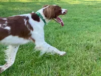 Buck, a male Brittany for sale in Canon, GA – 4 of 10