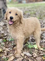 Lark, a female Goldendoodle for sale in Canon, GA – 6 of 8