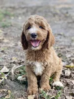 Kennedy, a female Goldendoodle for sale in Canon, GA – 6 of 7