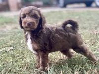 Isaac (sable), a male Goldendoodle for sale in Canon, GA – 1 of 9