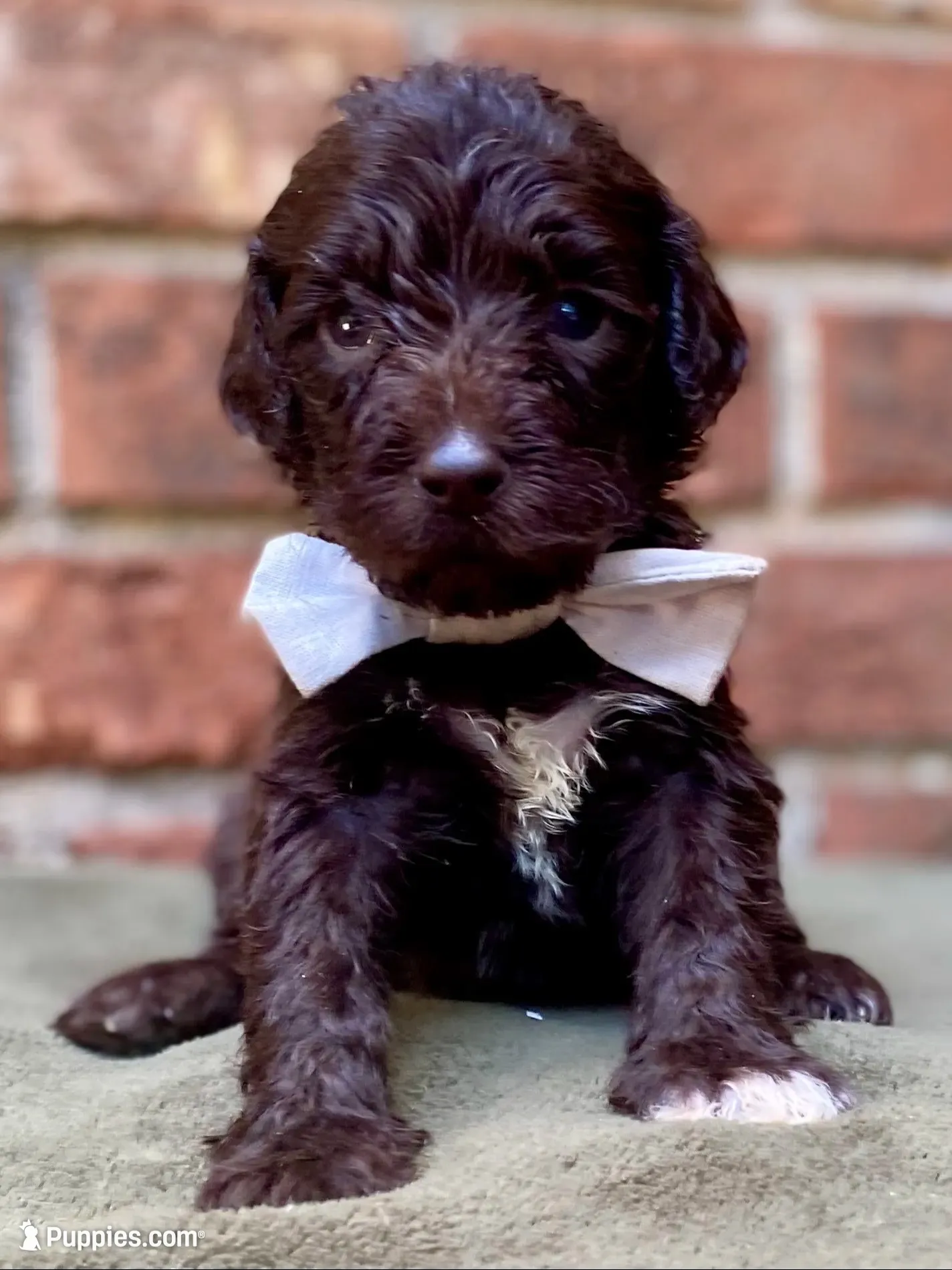 Grant f1bb, a male Goldendoodle for sale in Canon, GA – 5 of 10