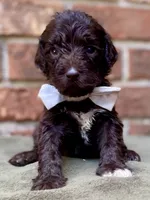 Grant f1bb, a male Goldendoodle for sale in Canon, GA – 5 of 8