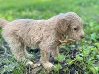 Ian, a male Goldendoodle for sale in Canon, GA – 8 of 10