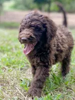 Joy chocolate, a female Goldendoodle for sale in Canon, GA – 4 of 8