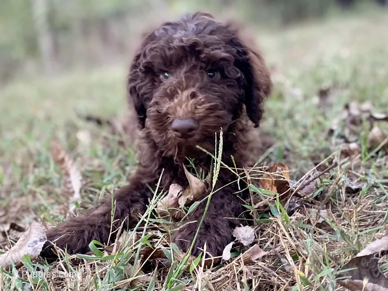 Joy chocolate – Goldendoodle puppy for sale in Canon, GA
