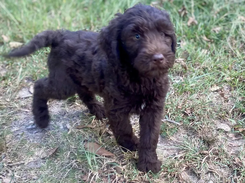 Iris – Goldendoodle puppy for sale in Canon, GA