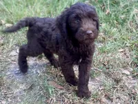 Iris, a female Goldendoodle for sale in Canon, GA – 1 of 9