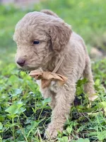 Ian, a male Goldendoodle for sale in Canon, GA – 9 of 10