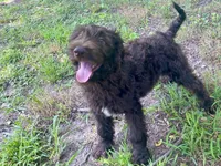 Gemma f1bb, a female Goldendoodle for sale in Canon, GA – 9 of 10