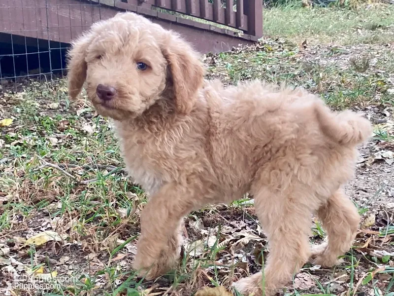Ian – Goldendoodle puppy for sale in Canon, GA