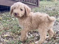 Ian, a male Goldendoodle for sale in Canon, GA – 3 of 10