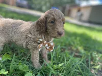 Ivy, a female Goldendoodle for sale in Canon, GA – 6 of 8