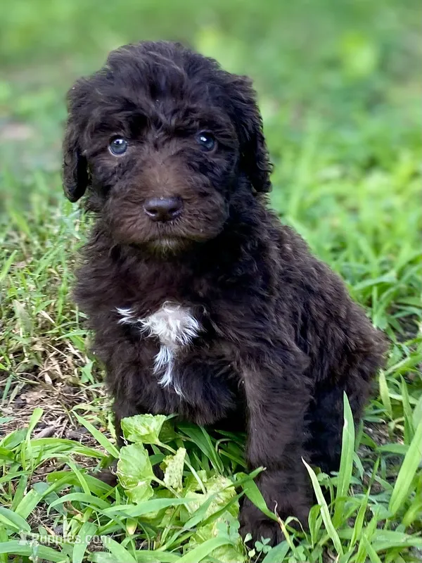 Graham F1bb – Goldendoodle puppy for sale in Canon, GA