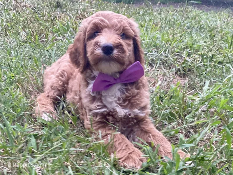 Harper – Goldendoodle puppy for sale in Canon, GA