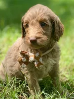 Ivy, a female Goldendoodle for sale in Canon, GA – 5 of 8