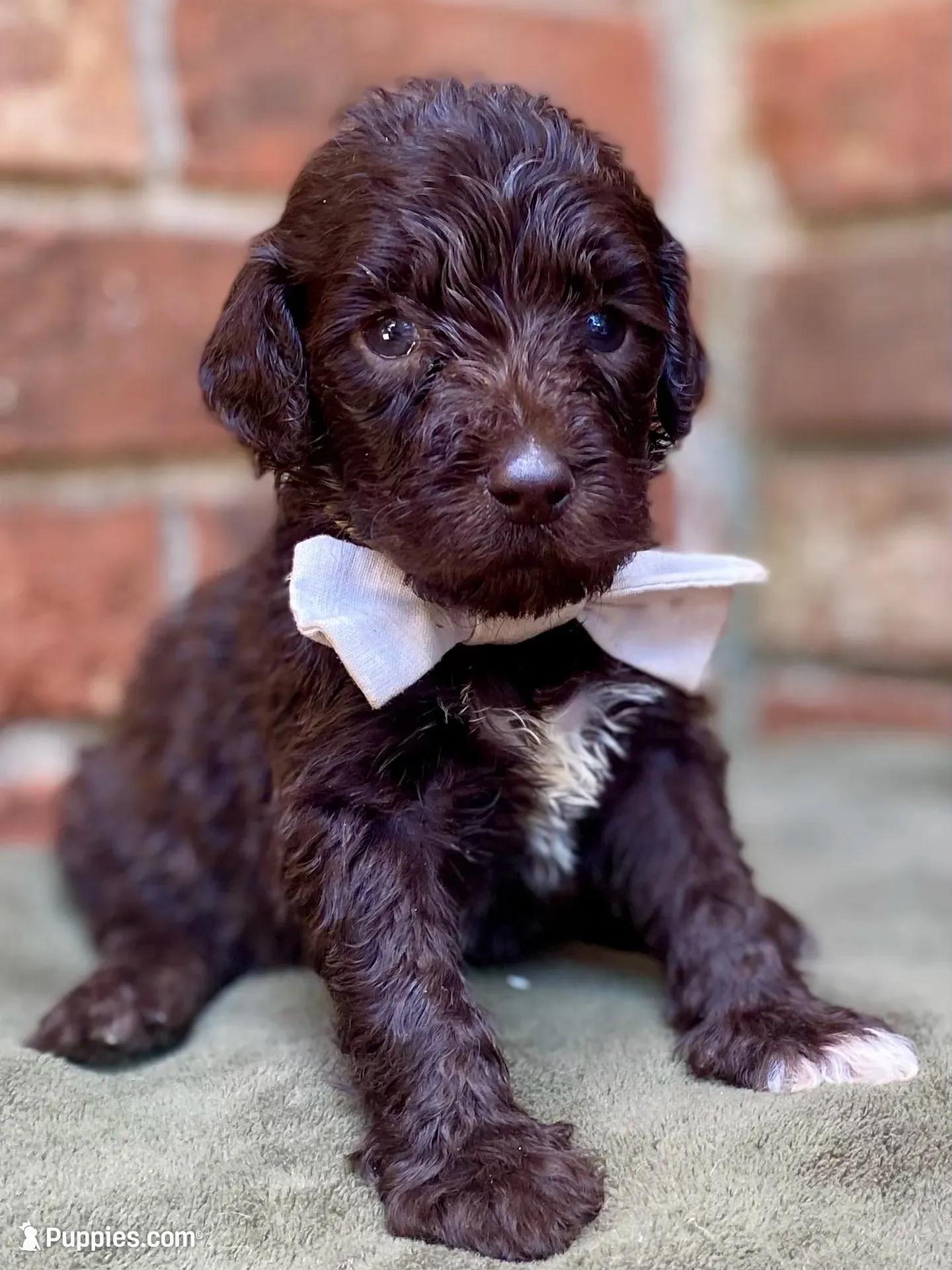Grant f1bb, a male Goldendoodle for sale in Canon, GA – 4 of 10