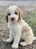 Kate, a female Goldendoodle for sale in Canon, GA – 1 of 7