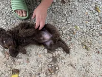 Jett chocolate, a male Goldendoodle for sale in Canon, GA – 10 of 10