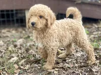 Logan, a male Goldendoodle for sale in Canon, GA – 4 of 9
