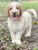 Jaxon, a male Goldendoodle for sale in Canon, GA – 1 of 8