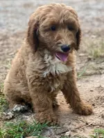Harper, a female Goldendoodle for sale in Canon, GA – 5 of 7