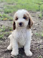 Kate, a female Goldendoodle for sale in Canon, GA – 2 of 7