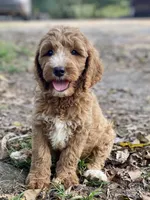 Kennedy, a female Goldendoodle for sale in Canon, GA – 2 of 7