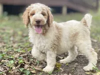 Jaxon, a male Goldendoodle for sale in Canon, GA – 2 of 8