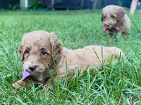 Harper, a female Goldendoodle for sale in Canon, GA – 7 of 10