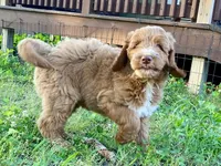 Finn, a male Goldendoodle for sale in Canon, GA – 2 of 8