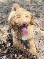 Jade, a female Goldendoodle for sale in Canon, GA – 2 of 9