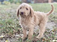 Ian, a male Goldendoodle for sale in Canon, GA – 5 of 10