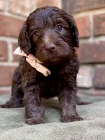 Gia F1bb, a female Goldendoodle for sale in Canon, GA – 7 of 9